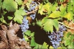 plavac mali grape